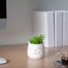 Műnövény dekoráció - macskafej - 9 x 14 cm - 3 féle