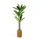 Műnövény dekoráció - Dracaena Fragrans - 1,1-1,2 m