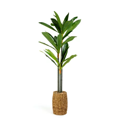 Műnövény dekoráció - Dracaena Fragrans - 1,1-1,2 m