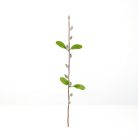 Barkaág - szálas - 58 cm