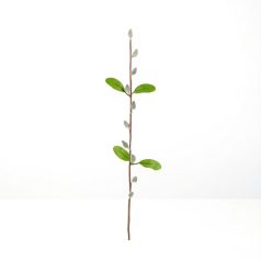 Barkaág - szálas - 58 cm