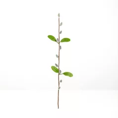 Barkaág - szálas - 58 cm