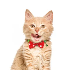 Karácsonyi macskanyakörv - 2 féle