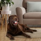 Karácsonyi kutyajáték - csipogós - 3 féle