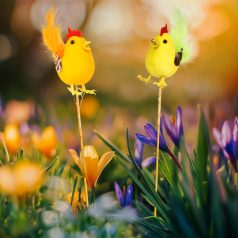   Húsvéti dekoráció - kakas - 2 féle - leszúrható - 24 cm