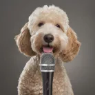 Vezetékes mikrofon | Kardioid | Levehető Kábel | 5.00 m | 50 Hz - 15 kHz | 600 Ohm | -72 dB | Integrált kapcsoló | Utazó tokot tartalmaz | Fém | Fekete / Szürke